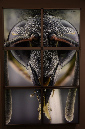 Wasp_exhibition__DSC3509